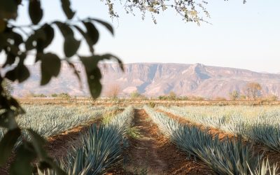 Suelos de Jalisco otorgan al Tequila características únicas